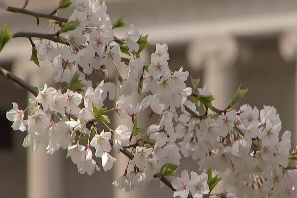 Save The Date GENERATE 2024 Clean Energy BC   Cherry Blossoms 3 